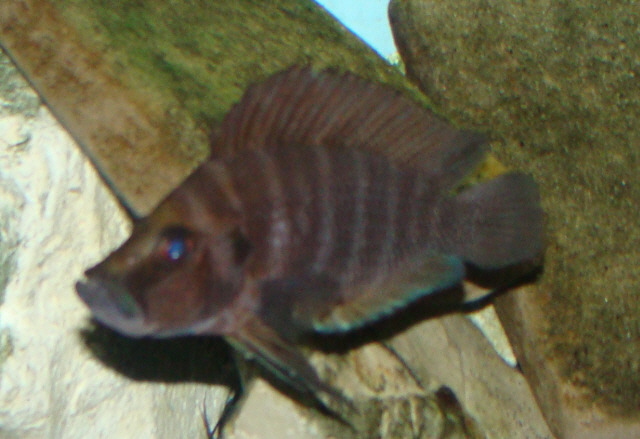 Calvus Black Congo